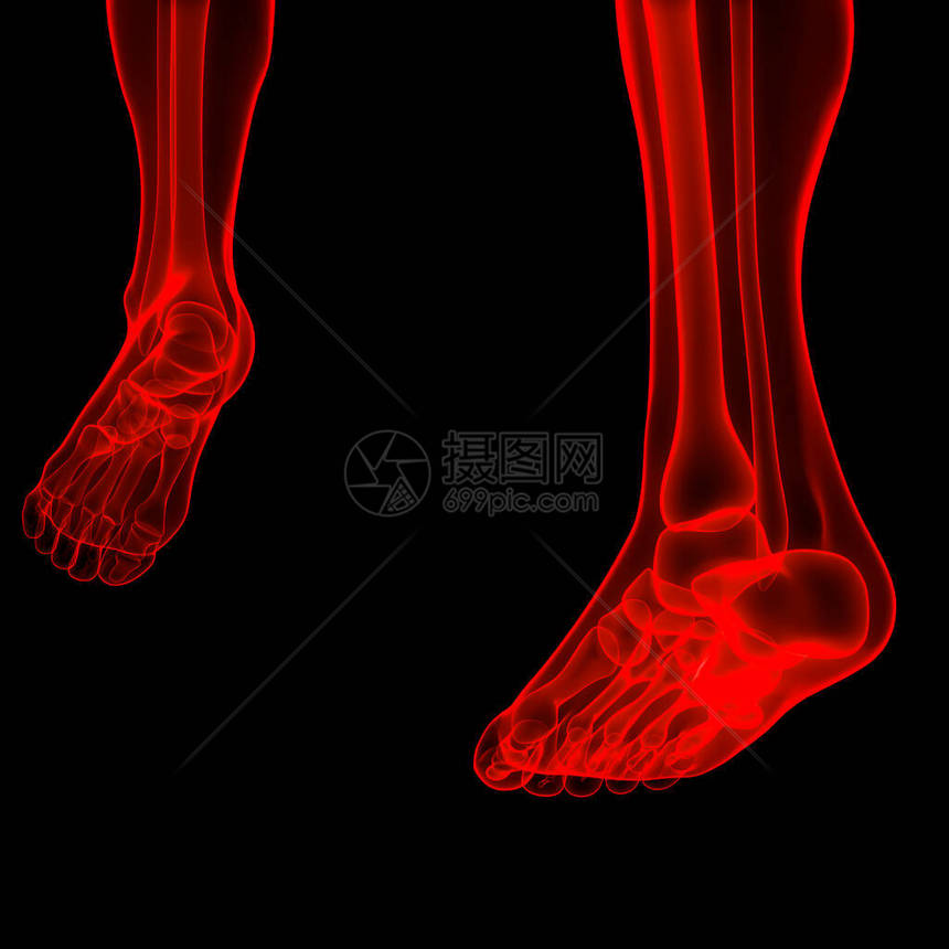 3D人体骨骼系统腿骨图片