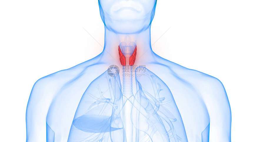 甲状腺肌体解剖术的人体基因层图片