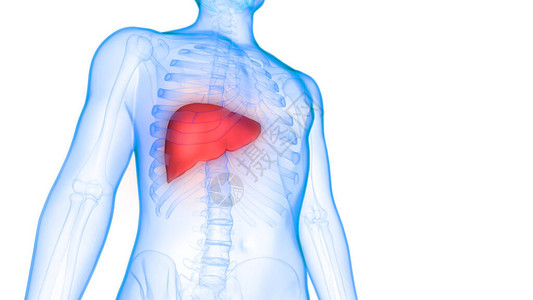 人体器官肝脏解剖3D高清图片