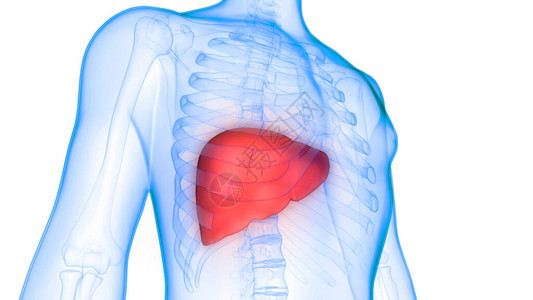 人体器官肝脏解剖3D图片