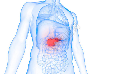 人体内部器官Pancrea图片