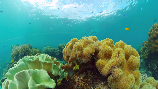 热带珊瑚礁海景与鱼类硬珊瑚和软珊瑚水下视频菲律图片