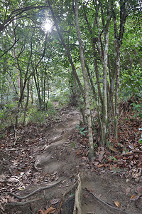 马来西亚KledangHill的二级森高清图片