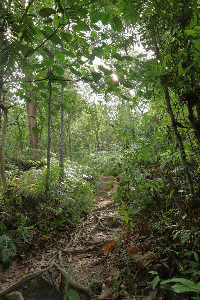 马来西亚KledangHill的二级森图片