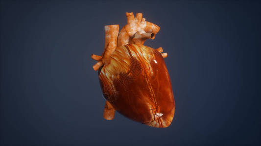 人类心脏的3D插图图片