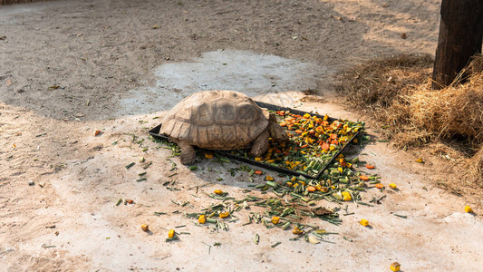 在动物园饲养和照顾海龟世界海龟种群图片