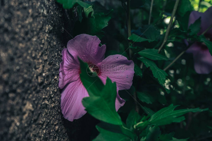 美丽的夏日自然背景植物自然回旋图案设图片