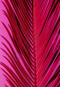 红色和粉红尼昂趋势红色的热带棕榈图片