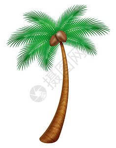 棕榈树的插图白色背景椰子树图片