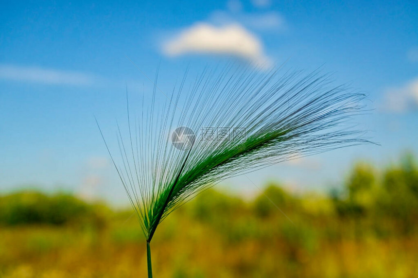 绿色大麦特写蓬松小穗的背景蓝天和大麦草选择焦点大图片