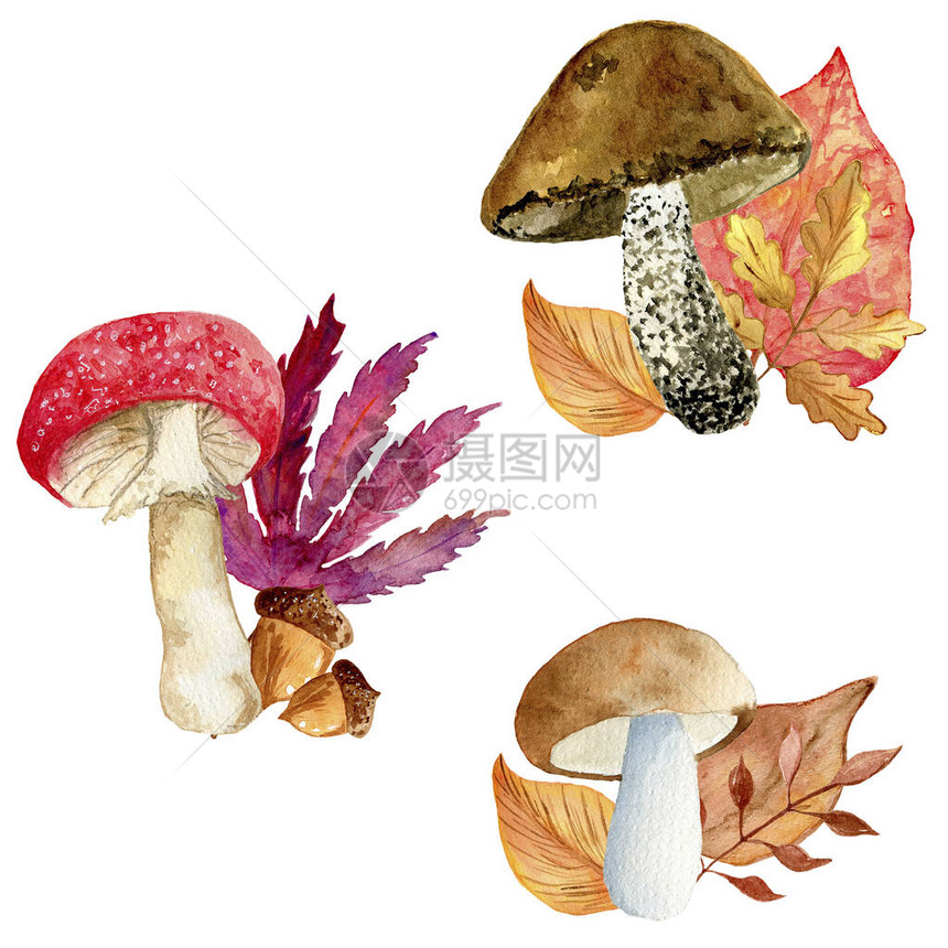 蘑菇和秋叶的水彩组合物图片