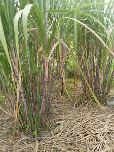 紫茎甘蔗种植农场景图片