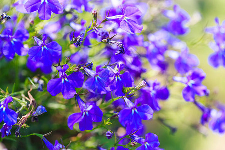 蓝色的花朵许多蓝色花朵在阳光下明亮的彩色背图片