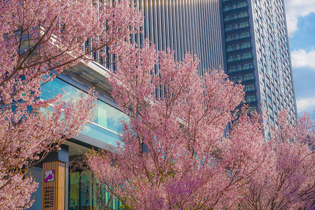 建筑群的樱花和四谷的盛开图片