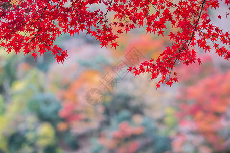 花园中的红色树叶背景图片