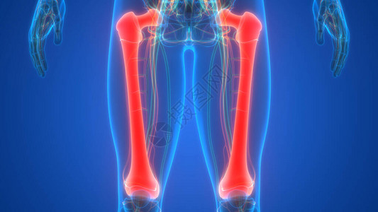 3D人类骨骼系统骨骼联图片