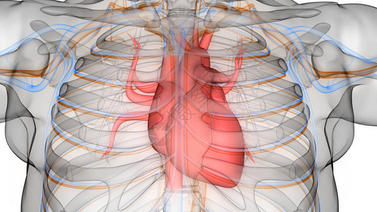 人体循环系统心脏解剖3D图片