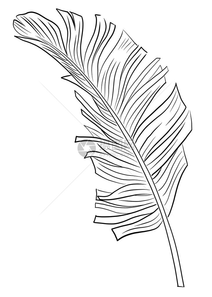 热带棕榈树叶图片