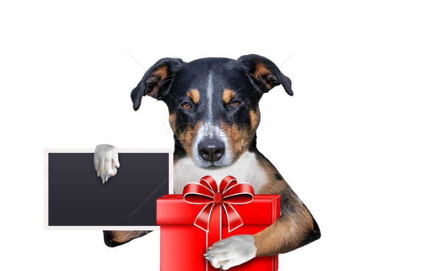 带礼物和占位符横幅的狗图片