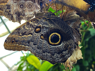 森林巨型猫头鹰蝴蝶或Caligo图片
