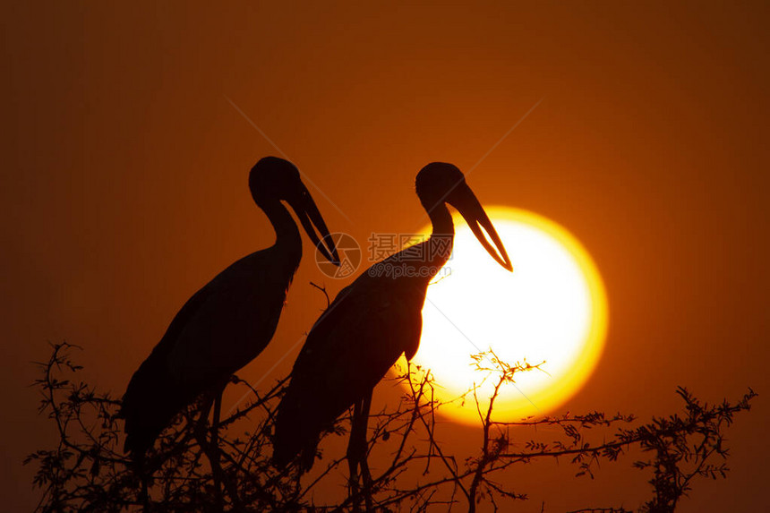 橙色夕阳下两只鸟的剪影图片