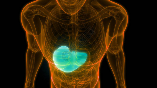 人体消化内脏肝解剖学3D图片