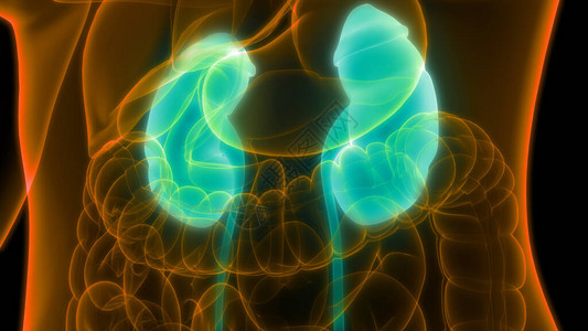 人体泌尿系统肾脏解剖学3D图片