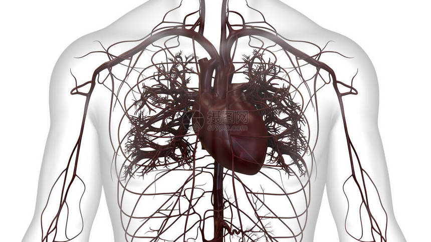 人体循环系统心脏解剖3D图片