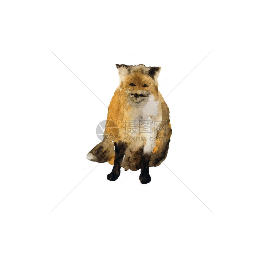 坐着狐狸水彩图红狐坐在白色背景的孤立位图片