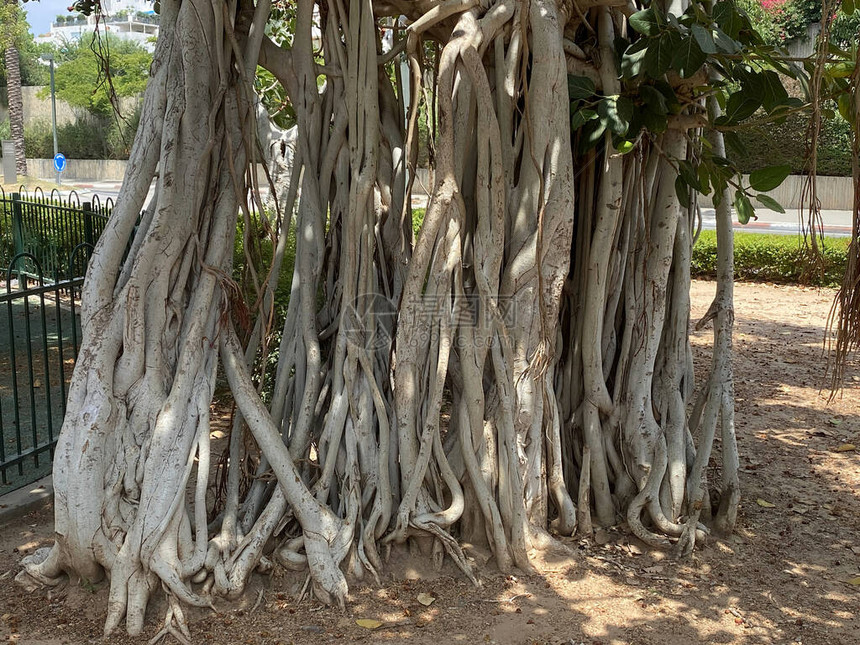 FicusBenghalensis或印度班扬人专门指定特拉维夫的banya图片