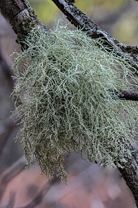 鱼骨胡须苔藓图片