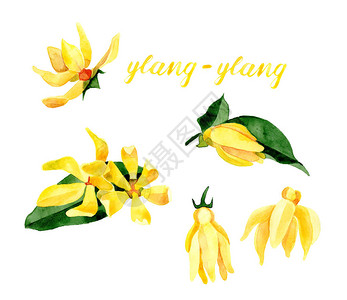 手绘叶子和黄色花朵隔离在白色背景上卡南加香菜草背景图片