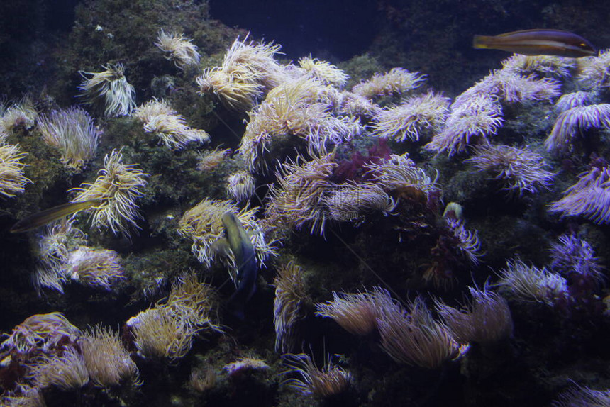 水族馆里的深海动物群图片