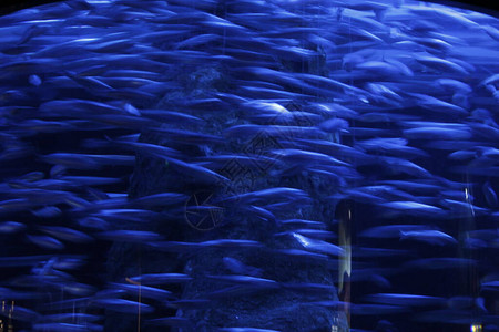 深海鳕鱼堡水族馆里的深海动物群背景