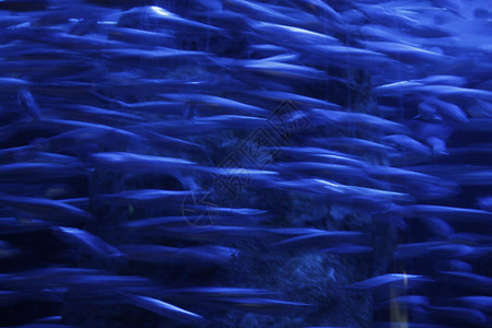 深海鳕鱼堡水族馆里的深海动物群背景