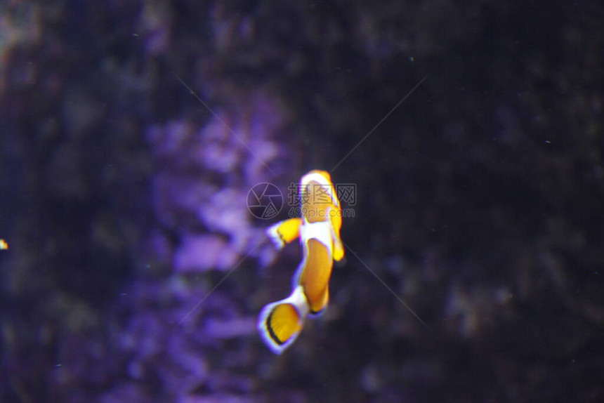 水族馆里的深海动物群图片