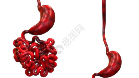 人体消化系统胃解剖学3D图片