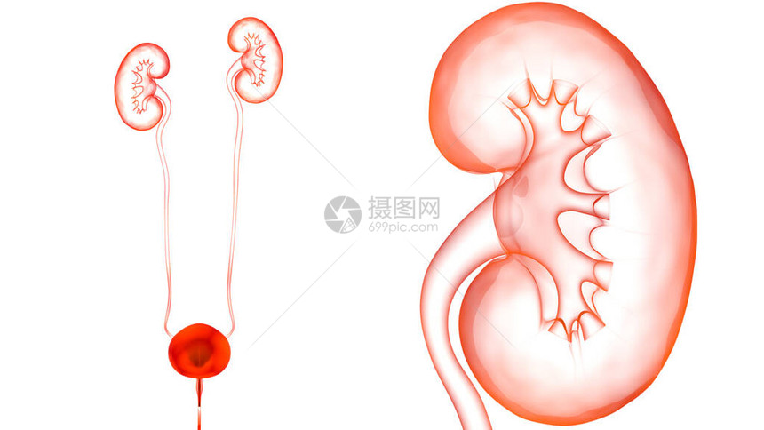 3D使用Bladder解剖的人类内脏系统肾上图片