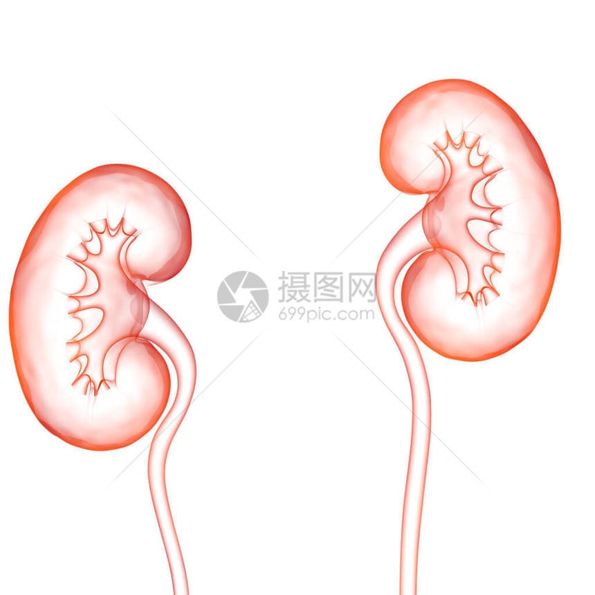 3D人类内脏系统肾上图片