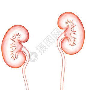 3D人类内脏系统肾上图片