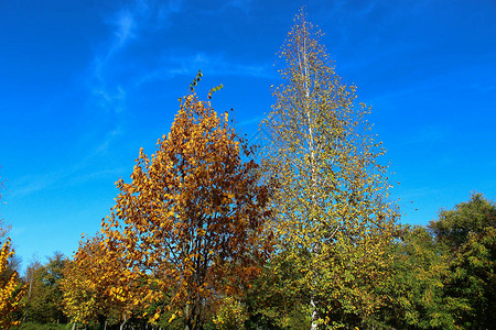 秋天的背景与泛黄的树木和蓝天图片