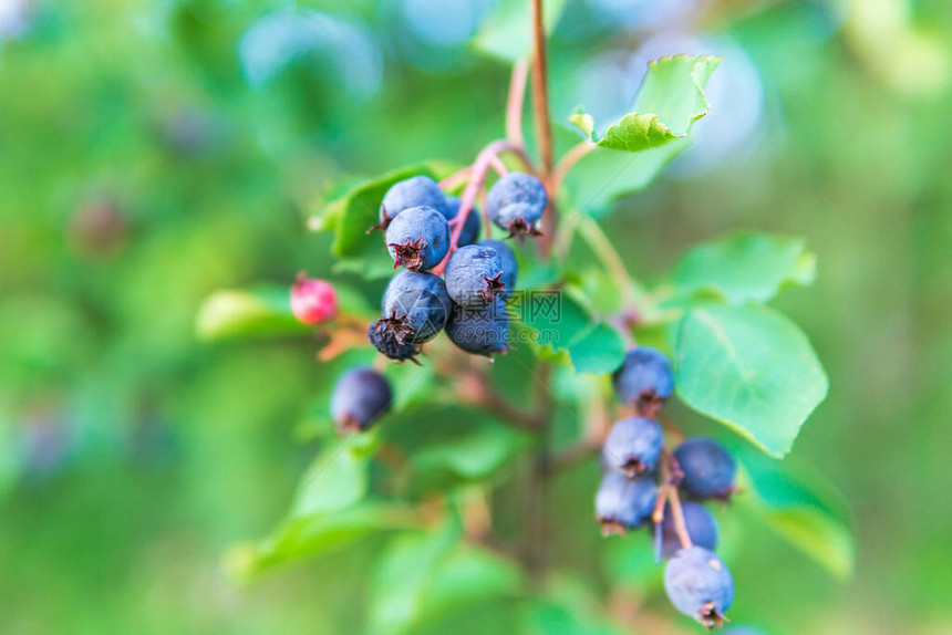 西部serviceberry在树的枝上收获浆果图片