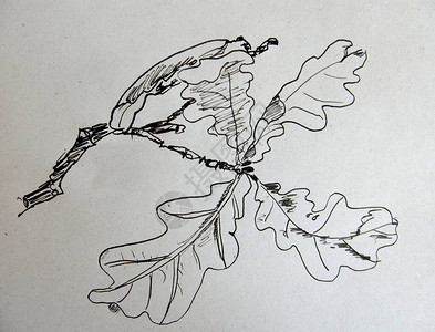 叶子橡树螺旋图形黑白绘画灰色纹理背景植物草图图片