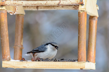 Nuthatch在寒冷的冬天从种图片