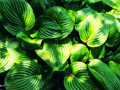 带水滴雨后新的绿色Hosta植物假期图片