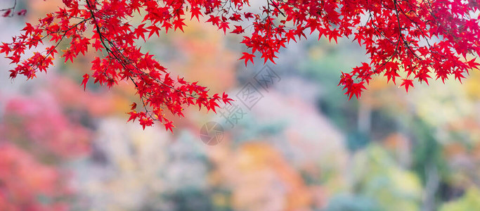 花园中的红色树叶背景图片