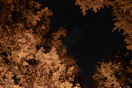 夜晚的星空在森林里图片