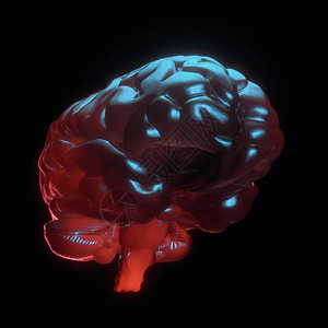 神经人类大脑图片