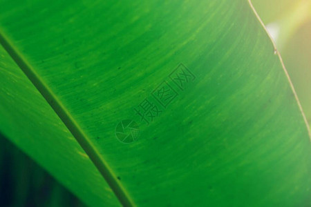 热带香蕉树叶质素图片