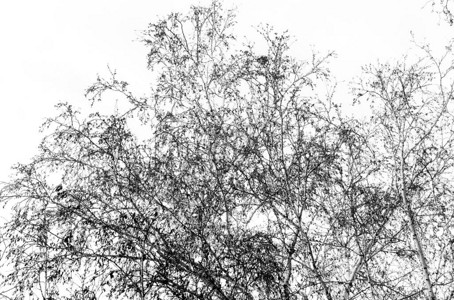 没有白背景叶子的黑色树木影树枝底照图片